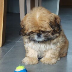 spelen met de bal