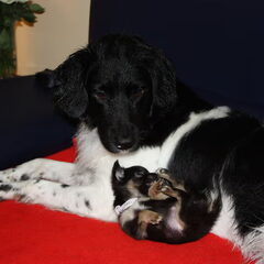 Bella en Nero gezellig samen op de bank