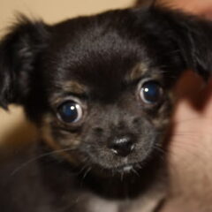 Bella met d'r Knappe Koppie