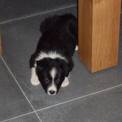 6weekjes en drie dagen. luna