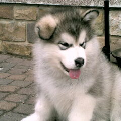 yaco 7 weken