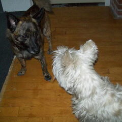 Rocky & het hondje van mijn moeder