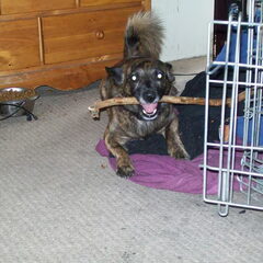 Rocky is gek op stokken