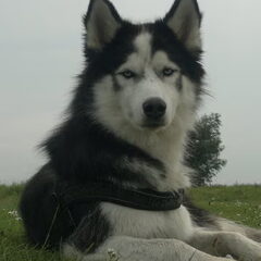 dazey