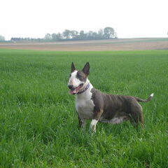 Whoopy 7 jaar - in veld