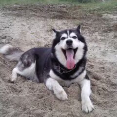 Dit mijn precious Rambo geboren op 28 december 2001