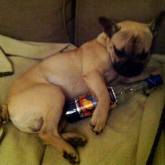Oscar the drunk dog/party animal
