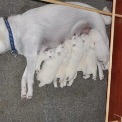 Kishu puppy's geboren op 20-7-2011