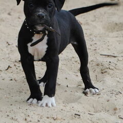 Harley, 16 weken oud. Amerikaanse bulldog x Amerikaanse…
