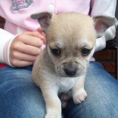 dit is dyeno. geboren op 15-6-2011