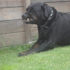 Hij is niet gemeen ; Hij was gras aan het eten ;D