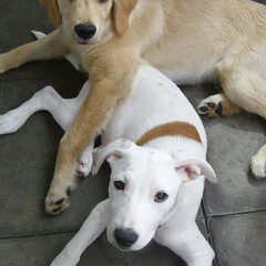 Joey en Gina 6 maanden oud