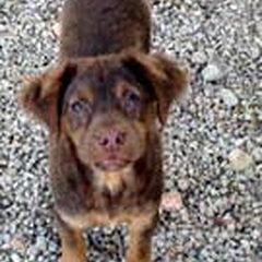 Dit is Sammy,geboren januari 2007.Reutje kan goed met alles…