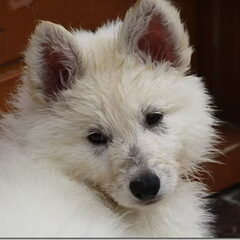 Dit is Demi, een witte herder van 8 weken. Soms speelt ze…