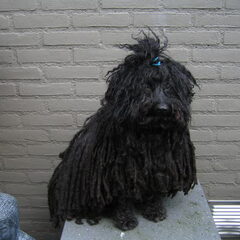 Dit is onze Puli ( Hongaarse herders hond)Een erg leuk…