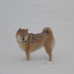 in de sneeuw