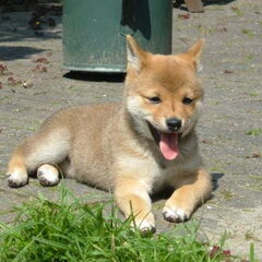 lief he