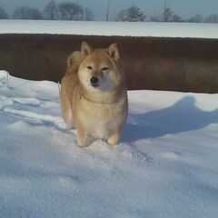 sneeuww