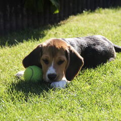 niet veel groter dan een tennisbal :p