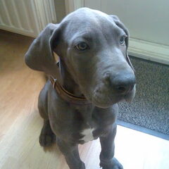 Diesel