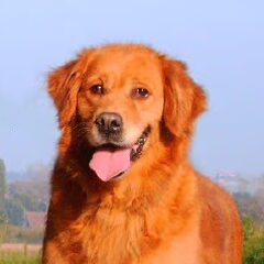 yoyo onze vorige hond