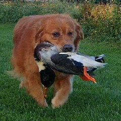 yoyo in actie