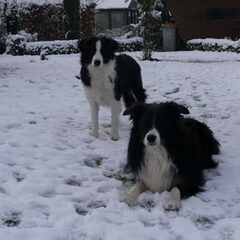 Akso en Gowah in de sneeuw