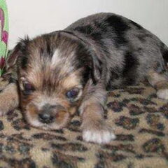 Mijn nieuwe puppy Hailey, 12 september mag ik haar gaan…