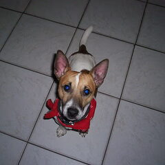 Mijn ondeugende Jack Russel