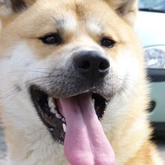Mijn mooie lieve yuban