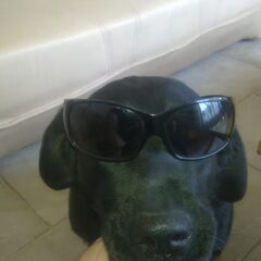 dit is lady het is zn lieve hond je kan er alles mee doen
