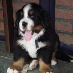 Lars als pup, september 2006