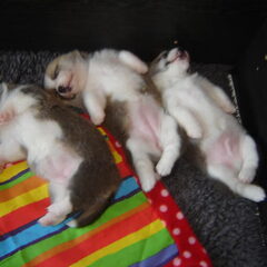 pups 3 weken en het gaat super met ze.