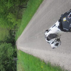 Ruffwear tuig, zonder tassen