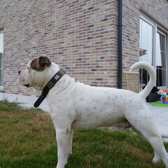 onze diesel
