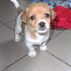 Dargo