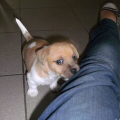 Tobi