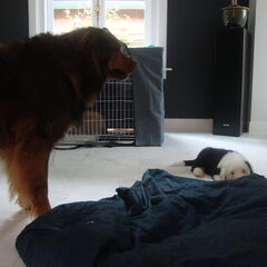 Charlie weet nog niet zo goed wat hij met 'm aan moet.