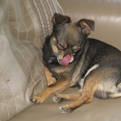 lilo is een chihuahua van 4 jaar en stront verwent
