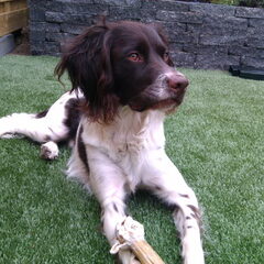 knapperd