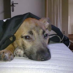Zo even lekker uitrusten op mama's bed!!