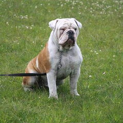 Ice mijn vriendelijke maffe Engelse buldog die meer…