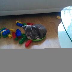 Met lego kun je alles maken en is voor jong en oud.