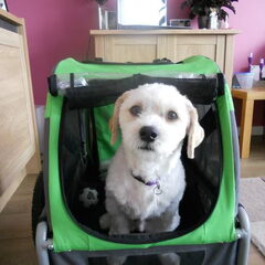 De Doggyride is nog even wennen