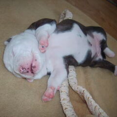 2weken (ondertussen al 3)