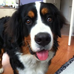 Puck 8 maanden