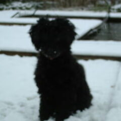 eerste kennis making met sneeuw 2008