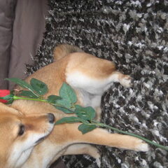 For my valentine