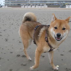 lekker uitwaaien aan de zee (2010)