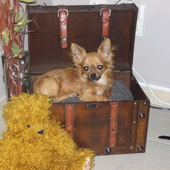 dit is ons lief klein boke